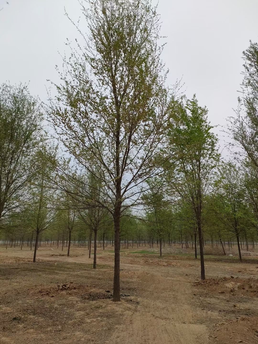 速生白榆 优质白榆树,自产自销,园林工程专用苗木,成活率高