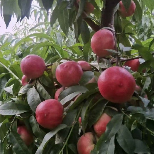 珍珠枣油桃