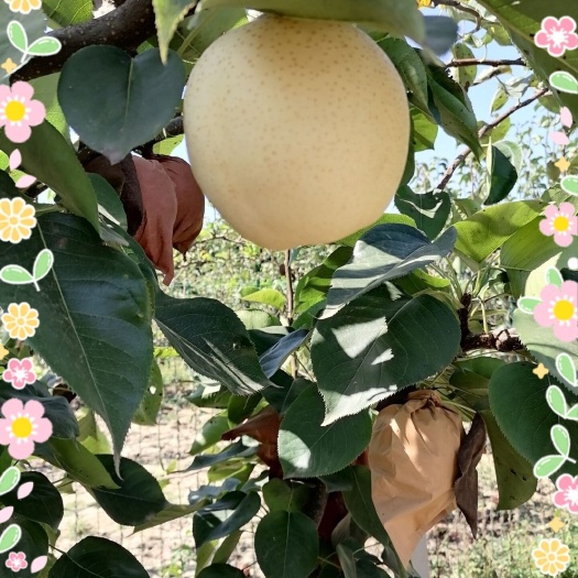 方城縣 自家果園黃金梨大量。