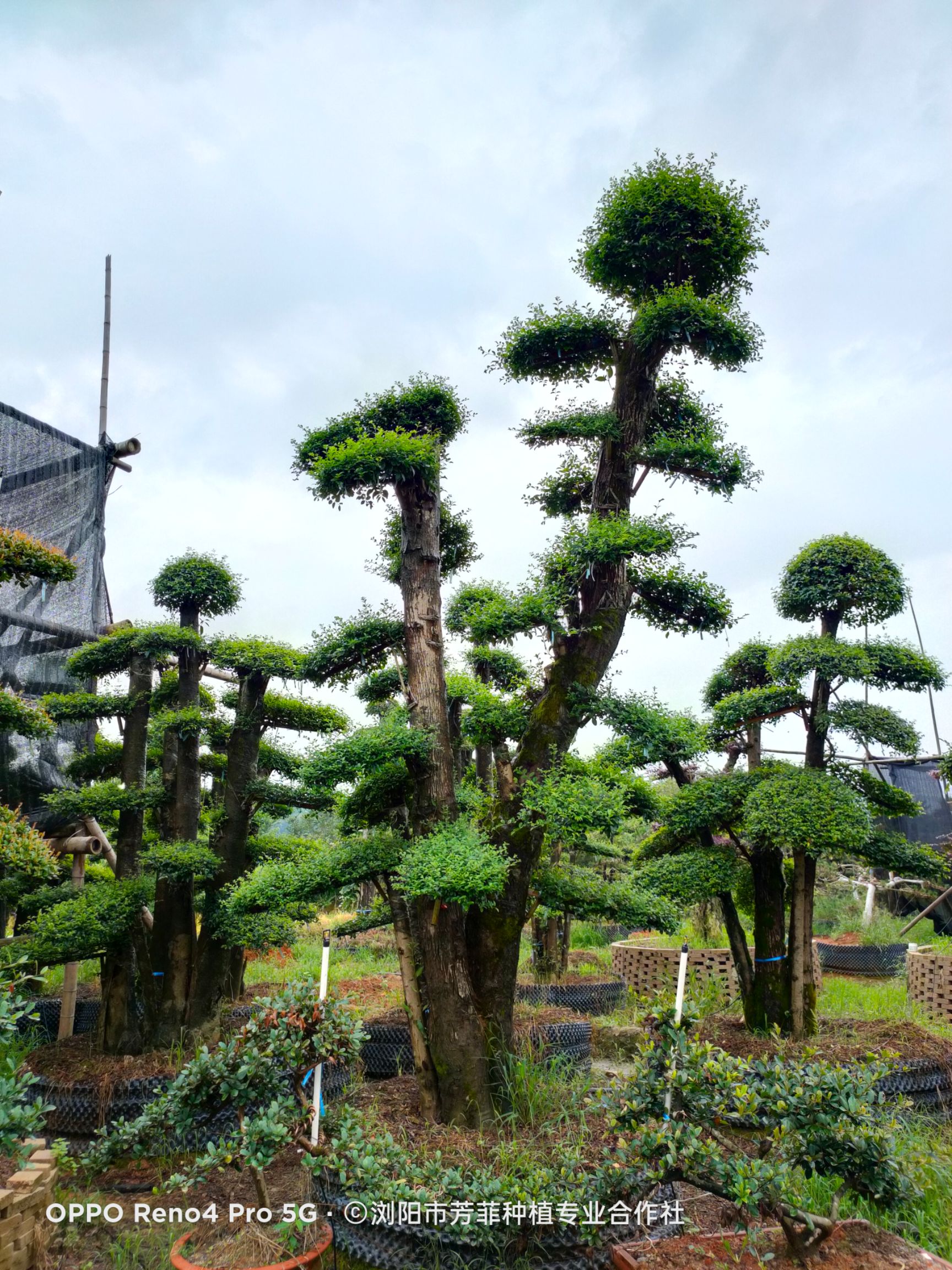 造型小叶女贞 小叶女贞30-70公分左右，急需周传，如图片