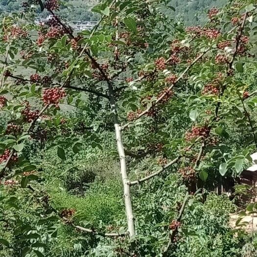 兰坪县小红袍花椒苗 怒江优质小红袍花椒、2年花椒苗。