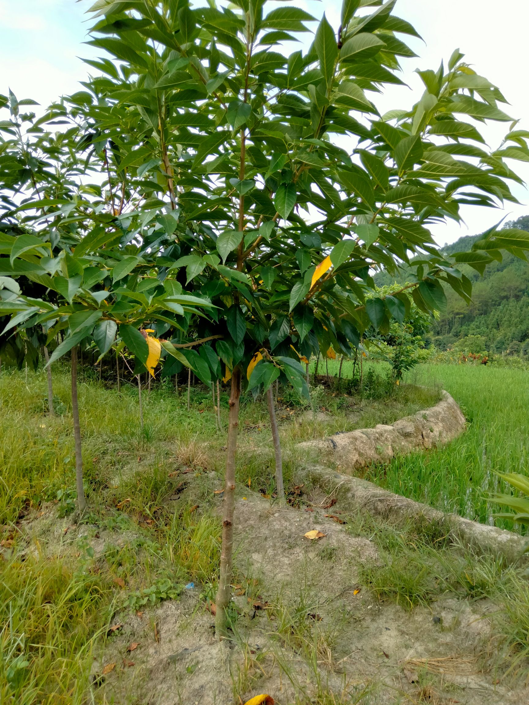 山樱 樱花树苗