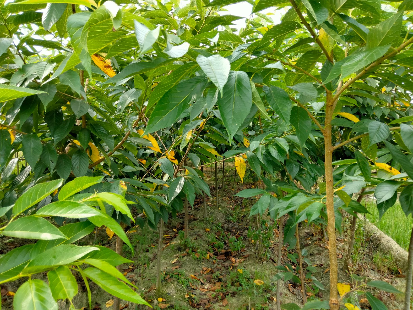 山樱 樱花树苗