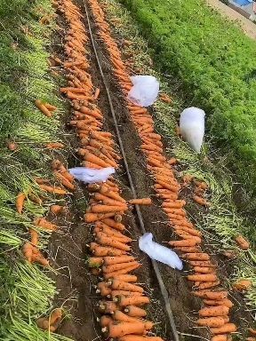 青州市三红胡萝卜 好货便宜有需要的联系我