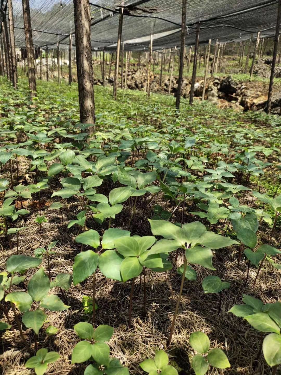 滇重楼 重楼，独角连