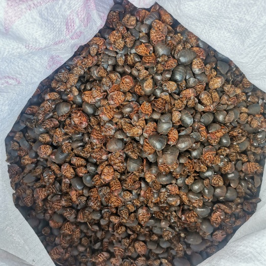 内黄县纯田地土元。水洗加工。自然晾晒干品。