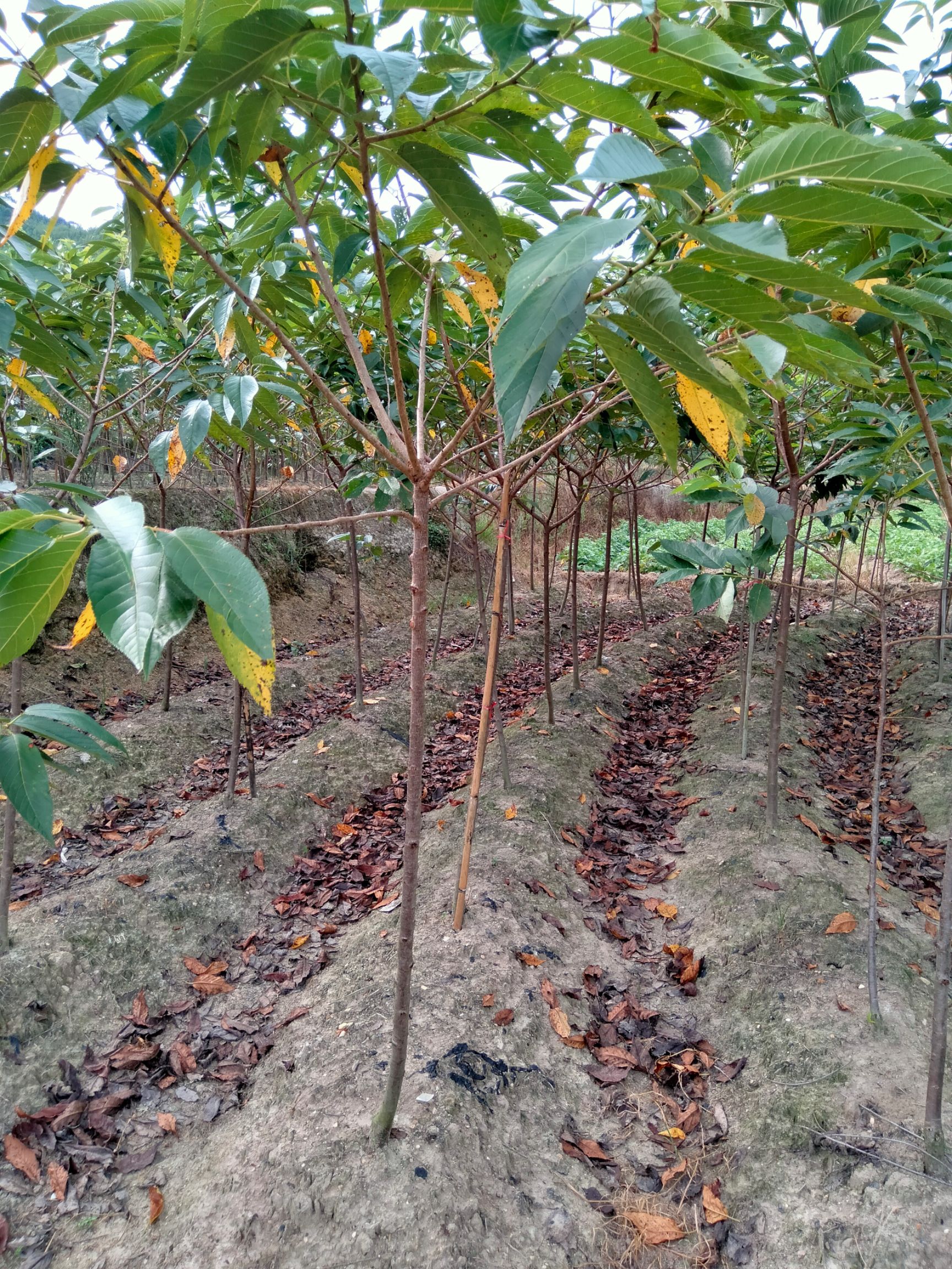 山樱 樱花树苗