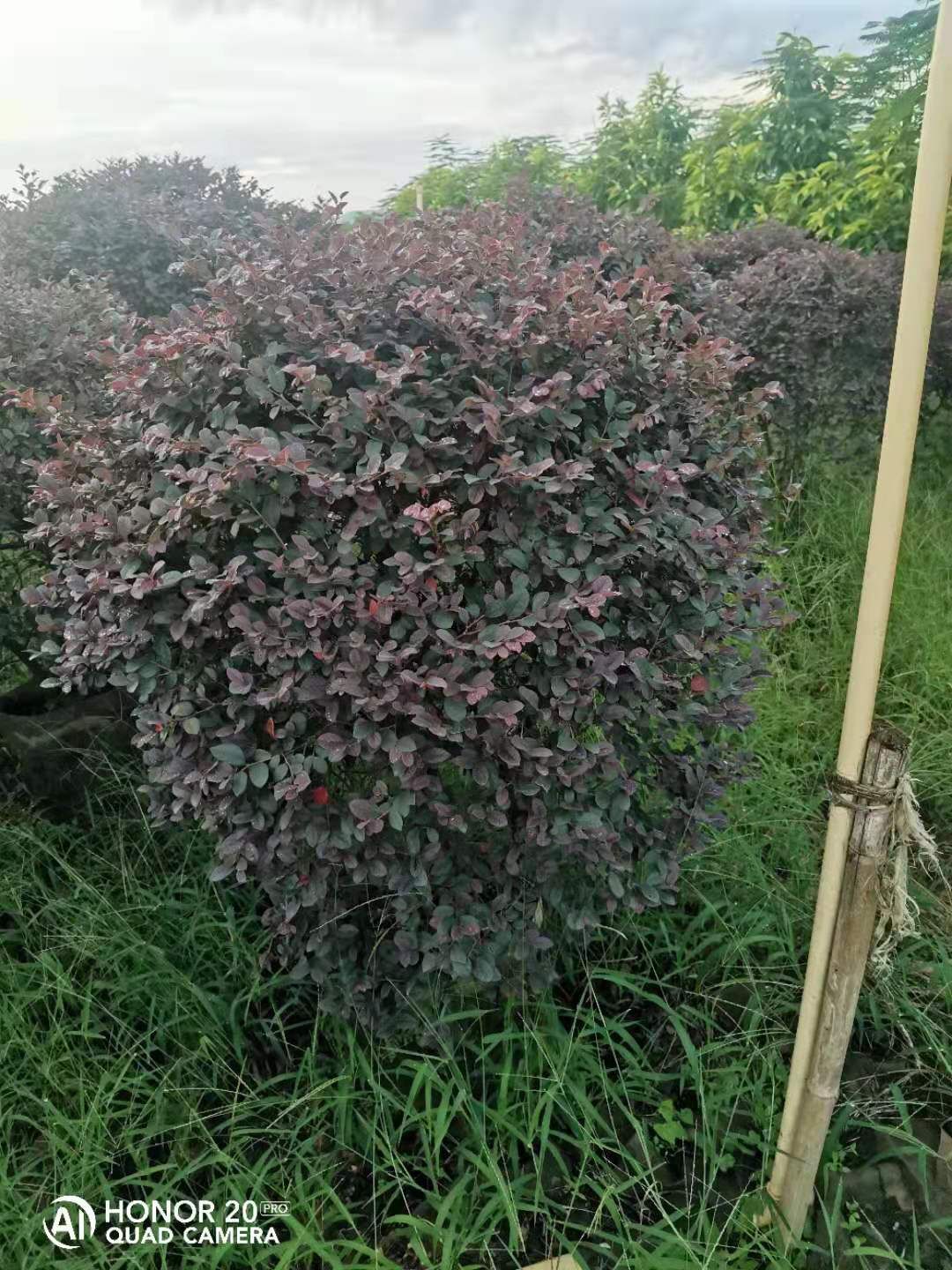双面红 红继木球形