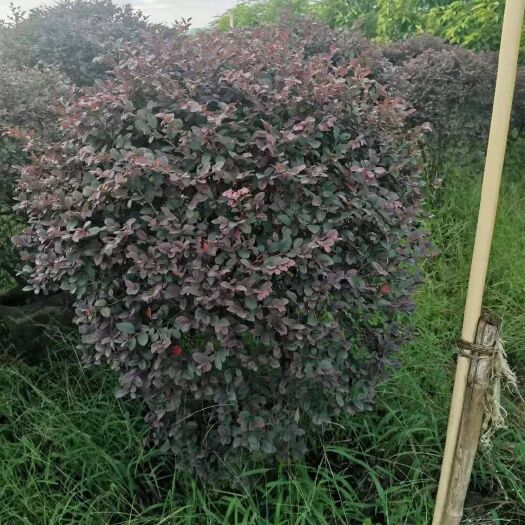 南宁双面红 红继木球形