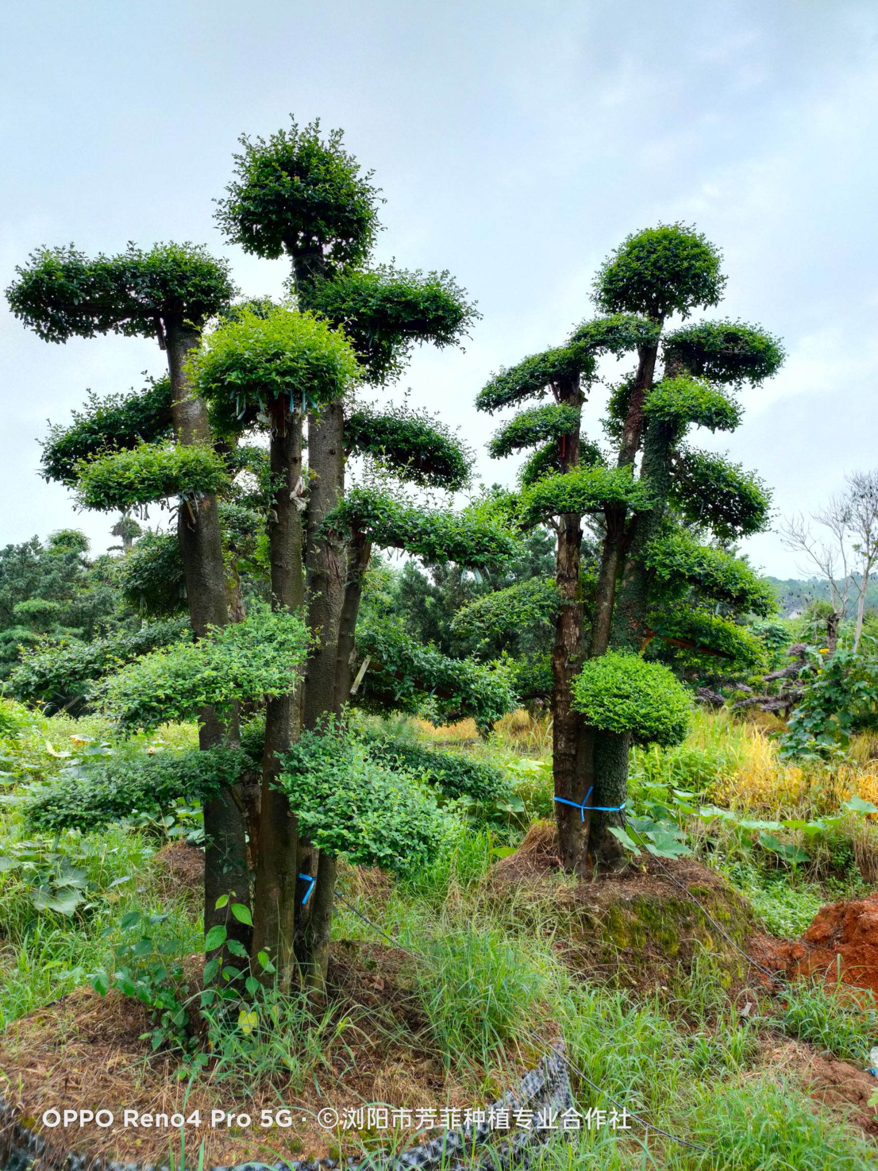 造型小叶女贞 小叶女贞30-70公分左右，急需周传，如图片
