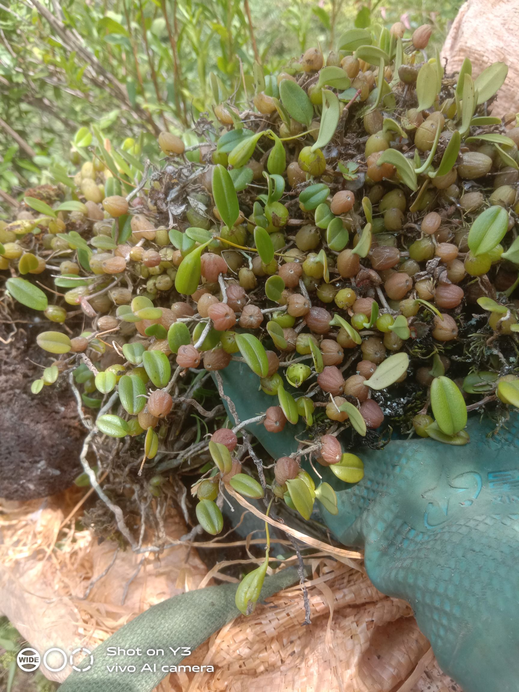 石橄榄 红石豆