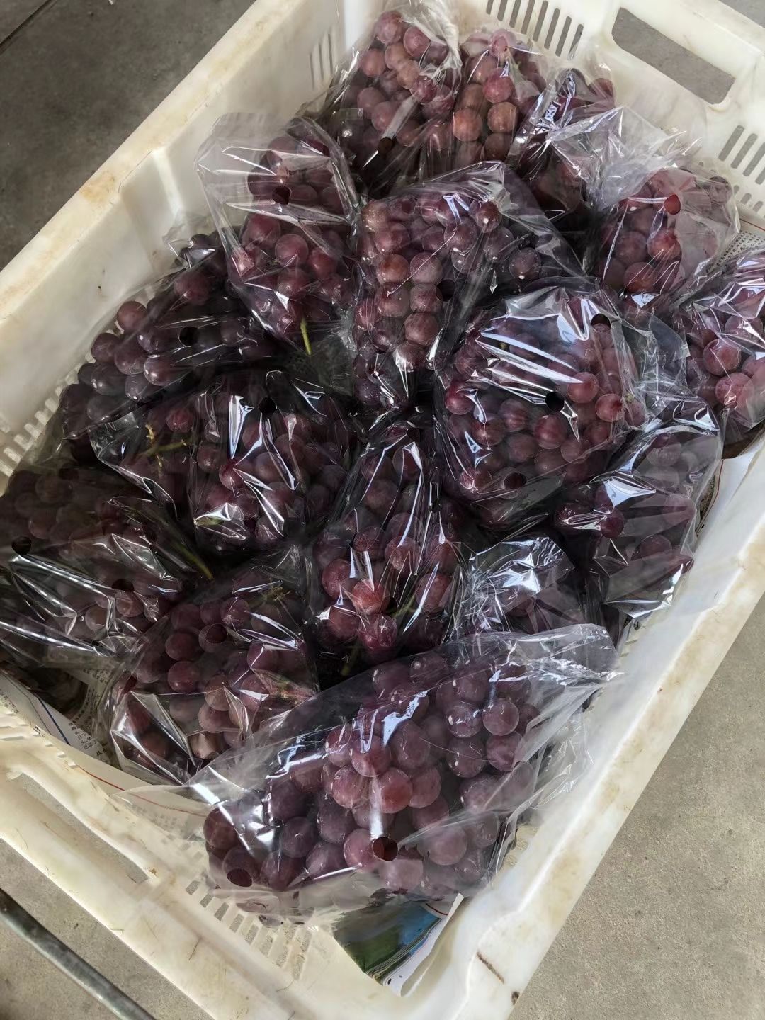 醉金香葡萄  闽丰葡萄园，家门口天然绿色无公害食品