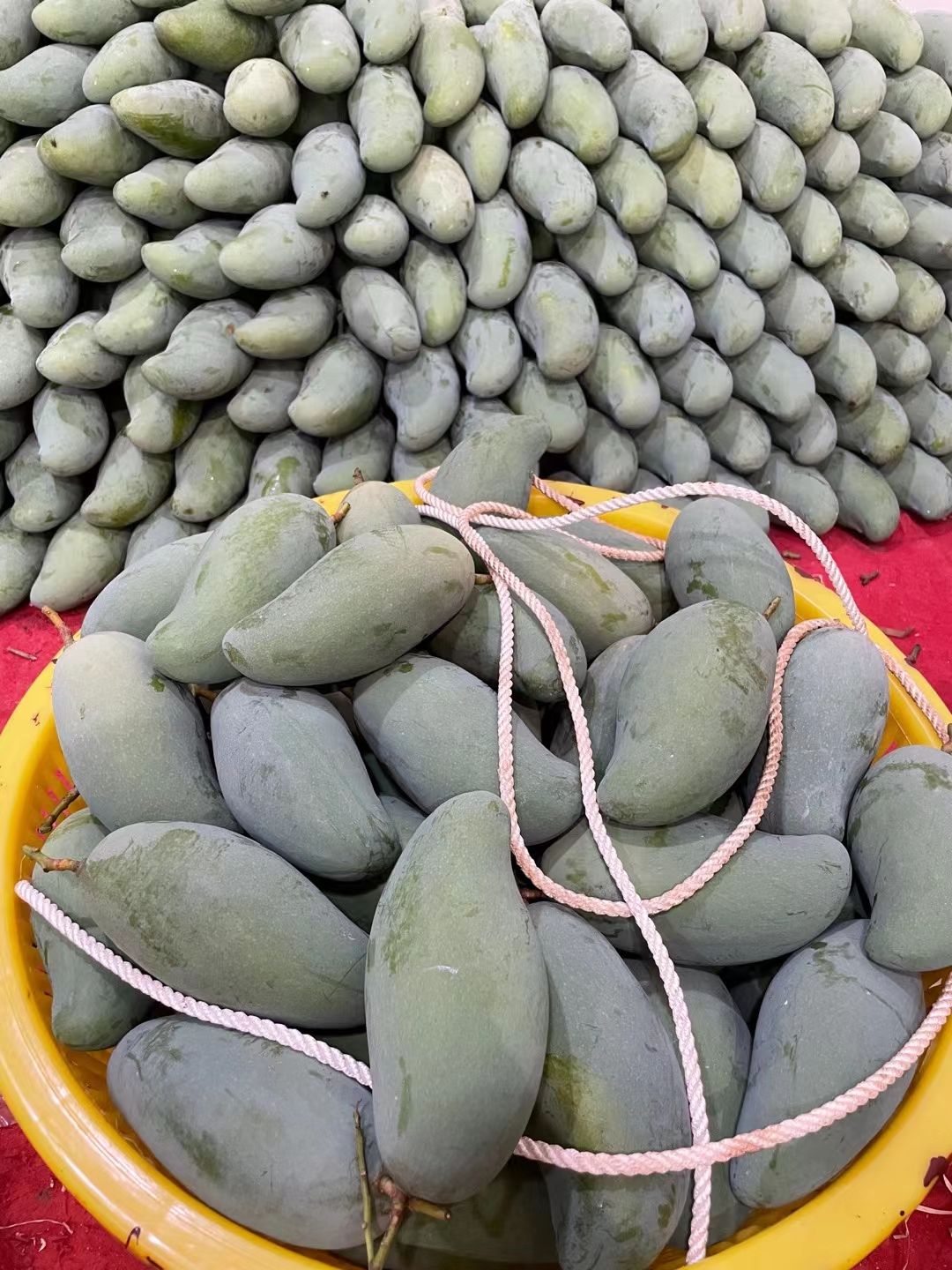 桂七芒 桂七台农大量供应