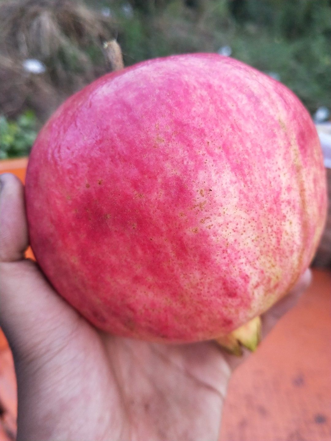 石榴 四川省凉山彝族自治州会东县