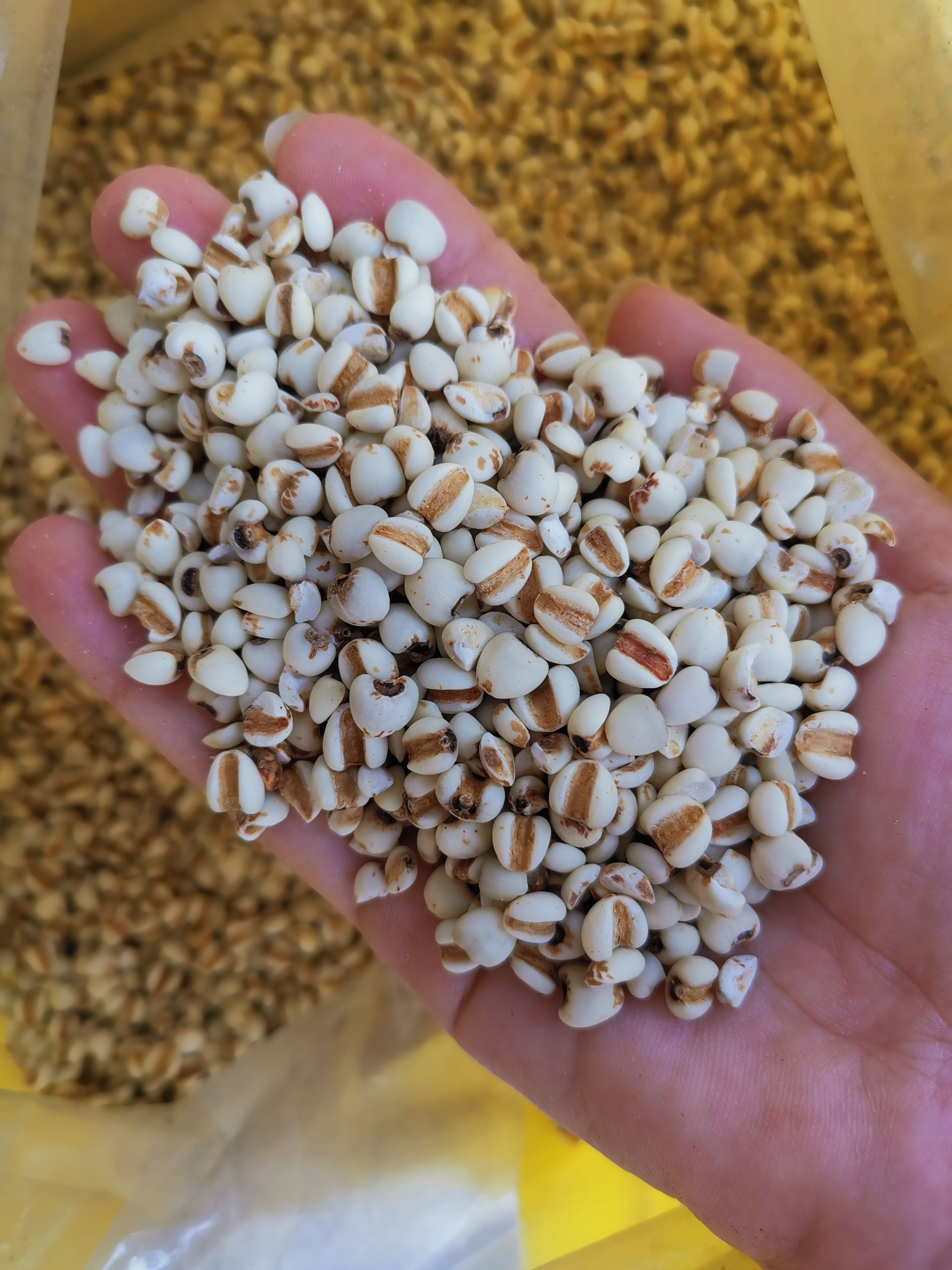 生薏仁 精选薏仁米薏米仁 无硫净货贵州薏苡仁可供实体店批发零