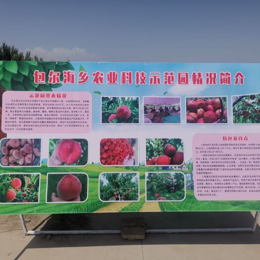 焉耆县鹰嘴蜜桃  富硒蜜桃