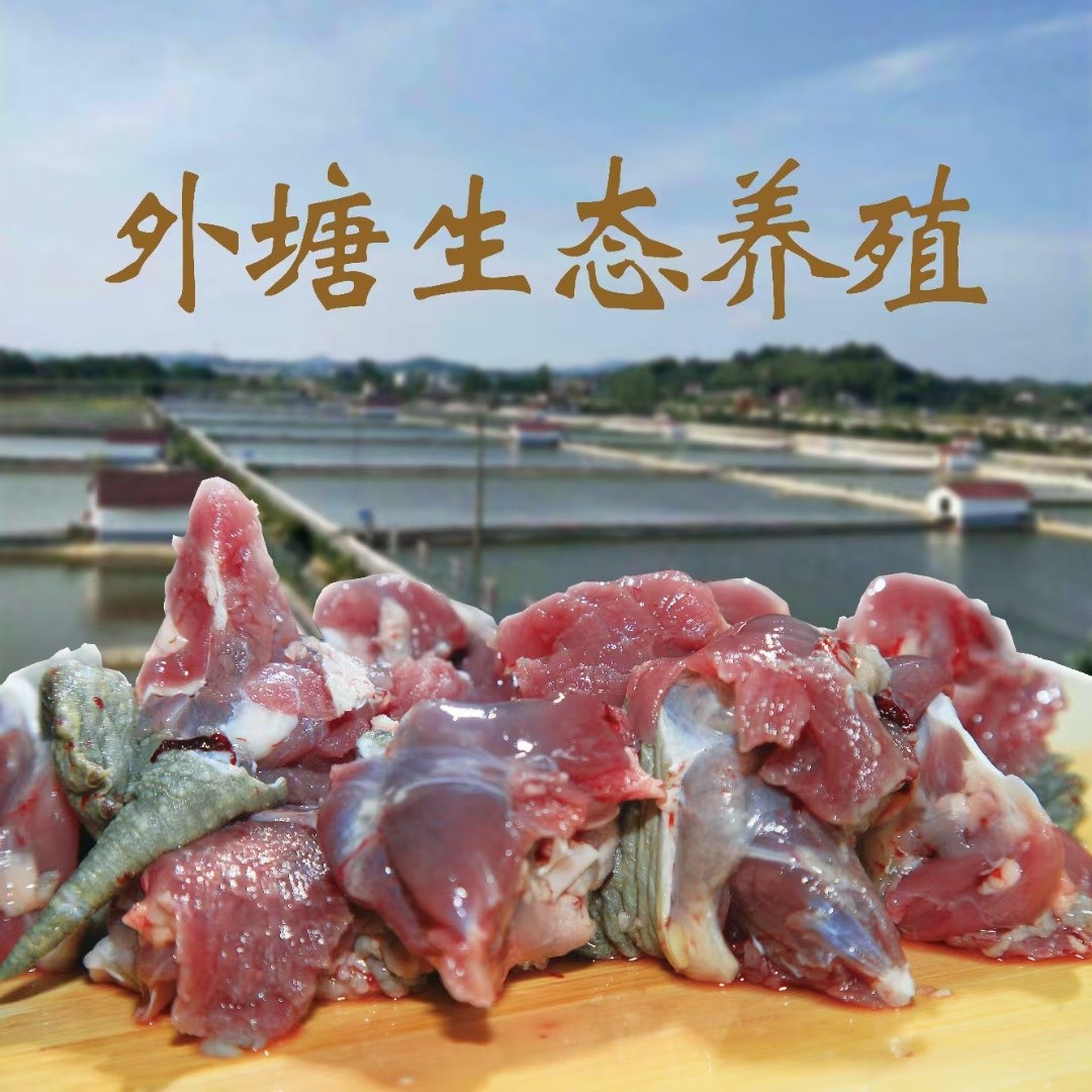 甲鱼  新鲜宰杀草龟肉