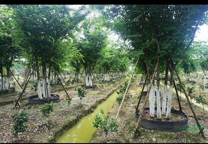益阳 丛生朴树
