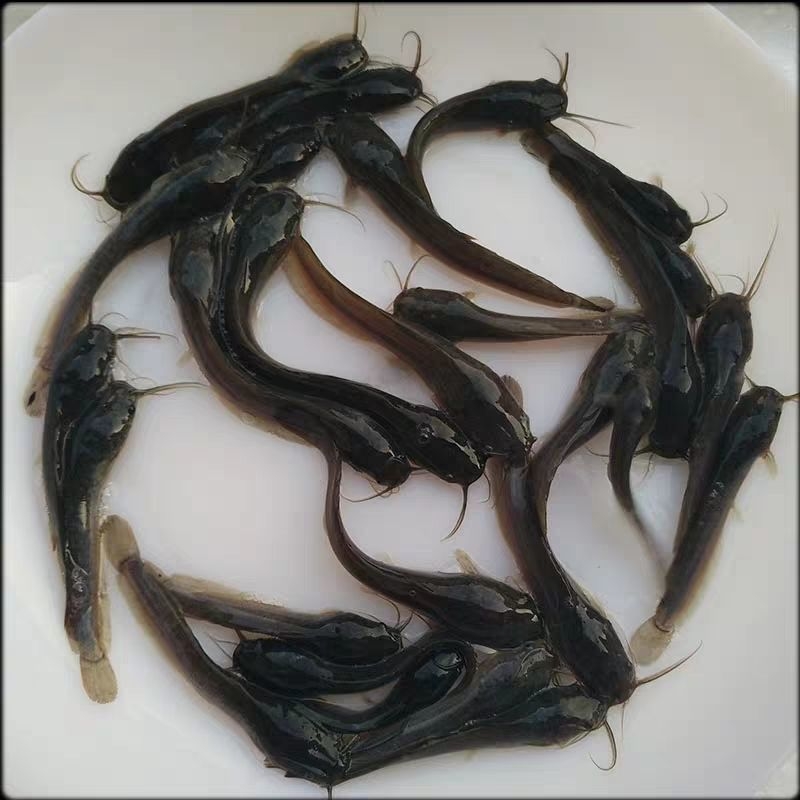 埃及塘鲺鱼苗  埃及