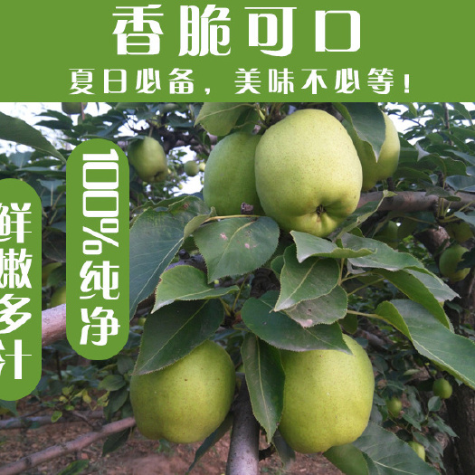 阳信县 早酥梨