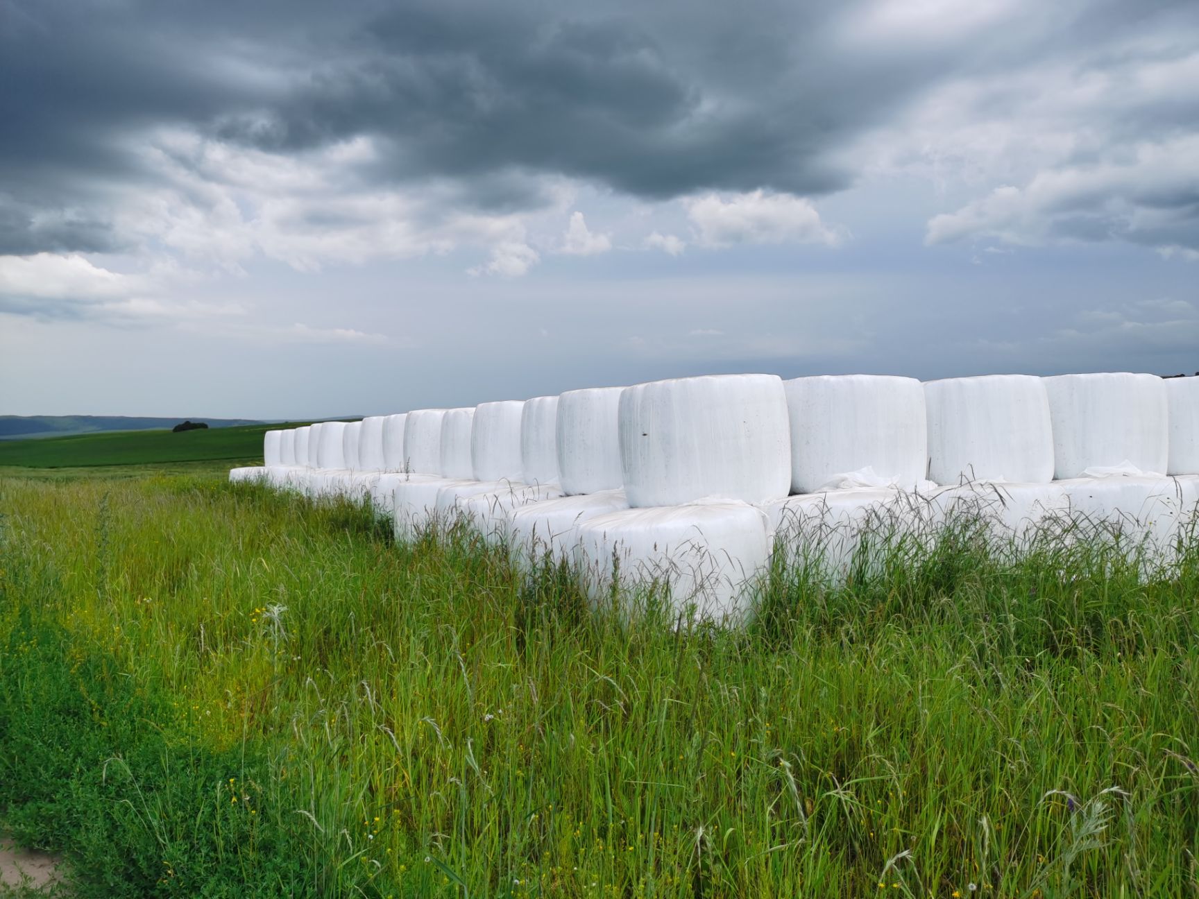 苜蓿草 苜蓿青贮裹包