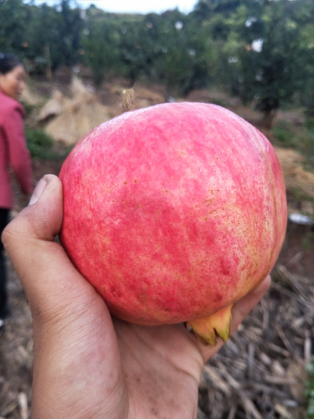 石榴 四川省凉山彝族自治州会东县