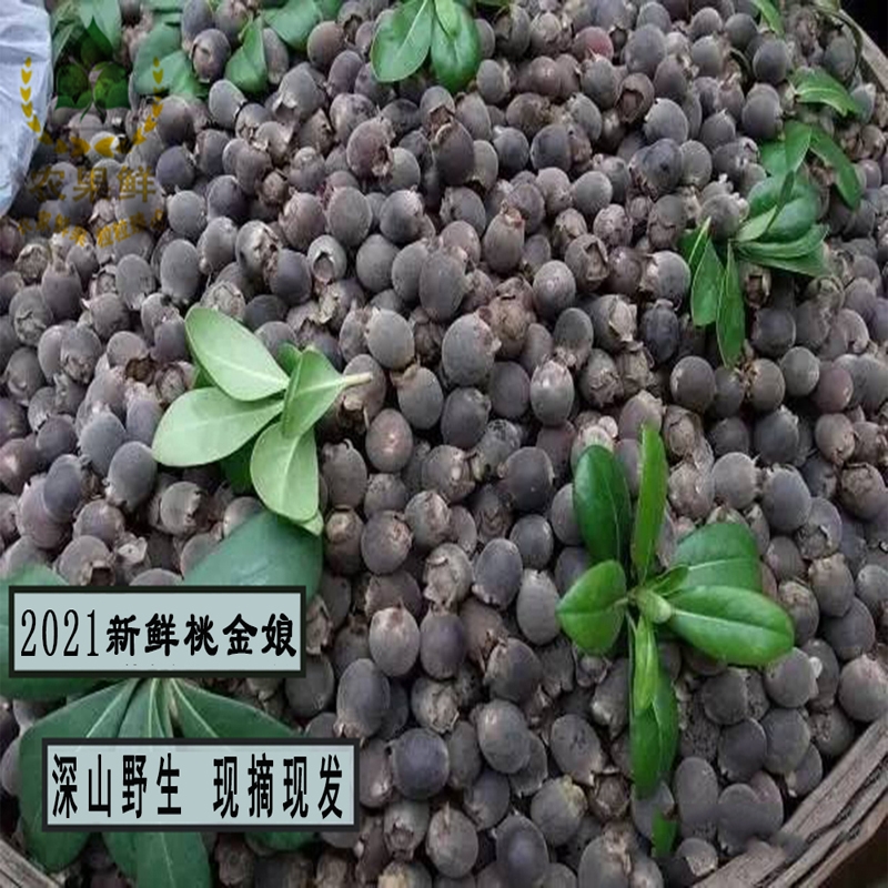 广东野生山捻子果新鲜桃金娘果多尼果山稔子岗棯新鲜水果