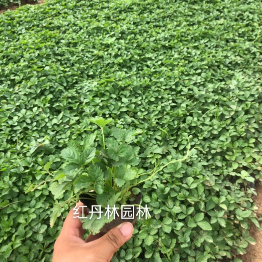 青州市白三叶 三叶委陵菜