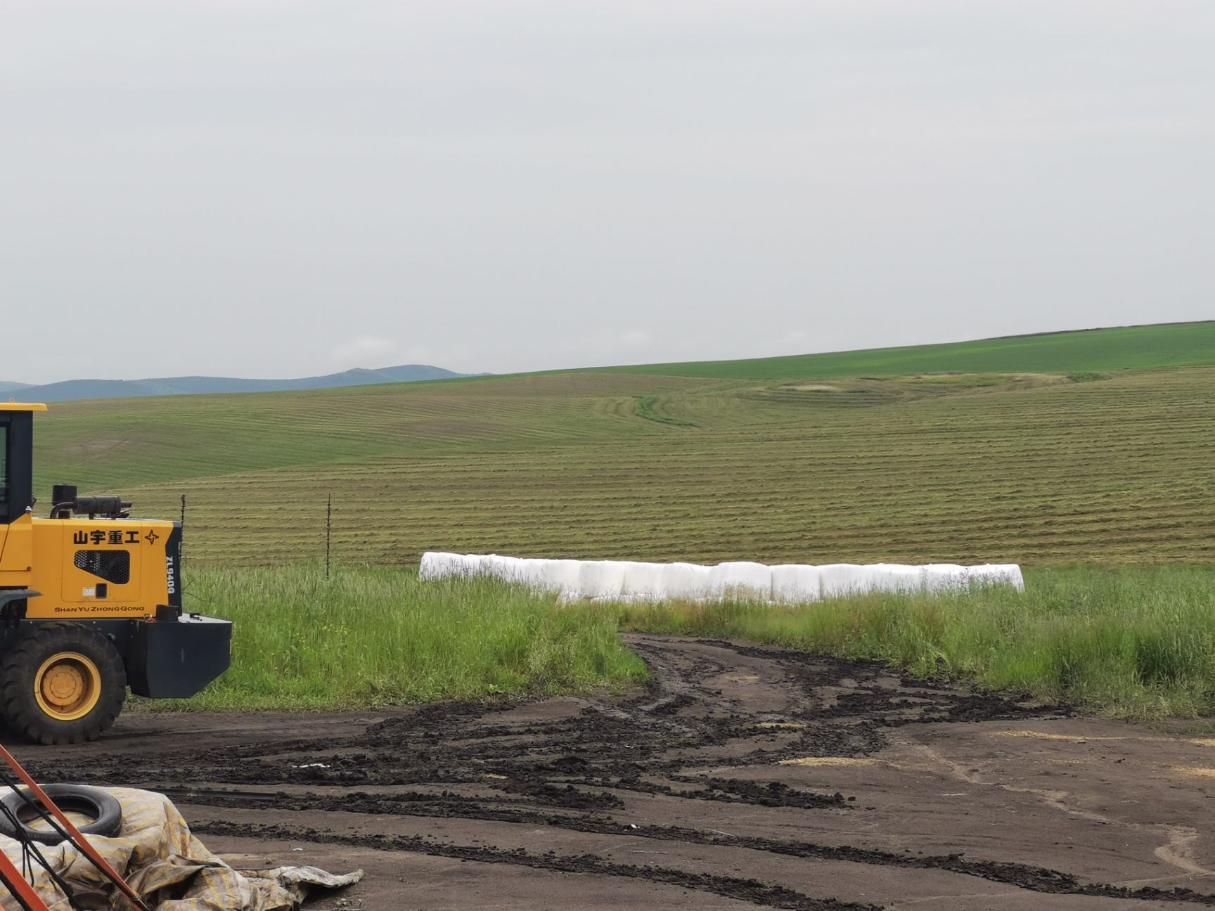 苜蓿草 苜蓿青贮裹包