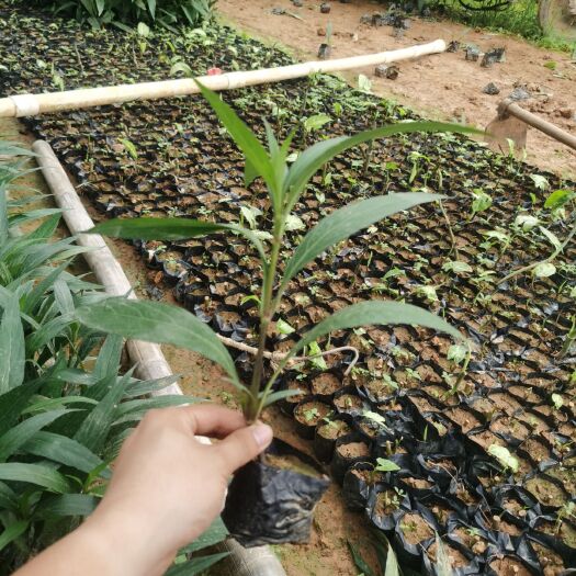 南宁翠芦莉盆栽  翠芦莉