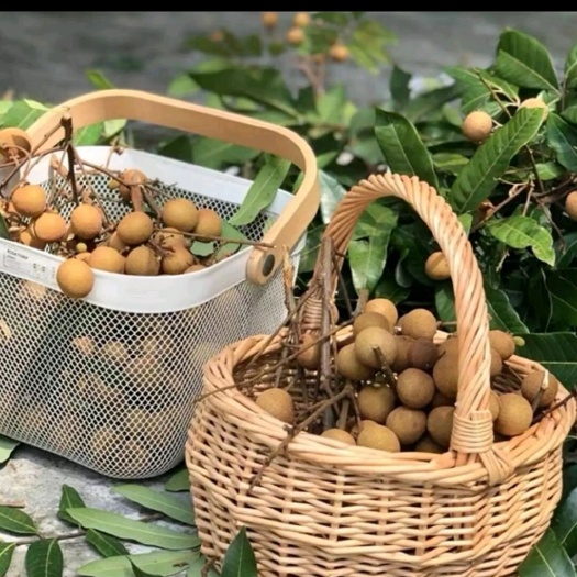 高州市石夹龙眼储良龙眼，现摘现卖，果粒饱满，糖度高，价格低