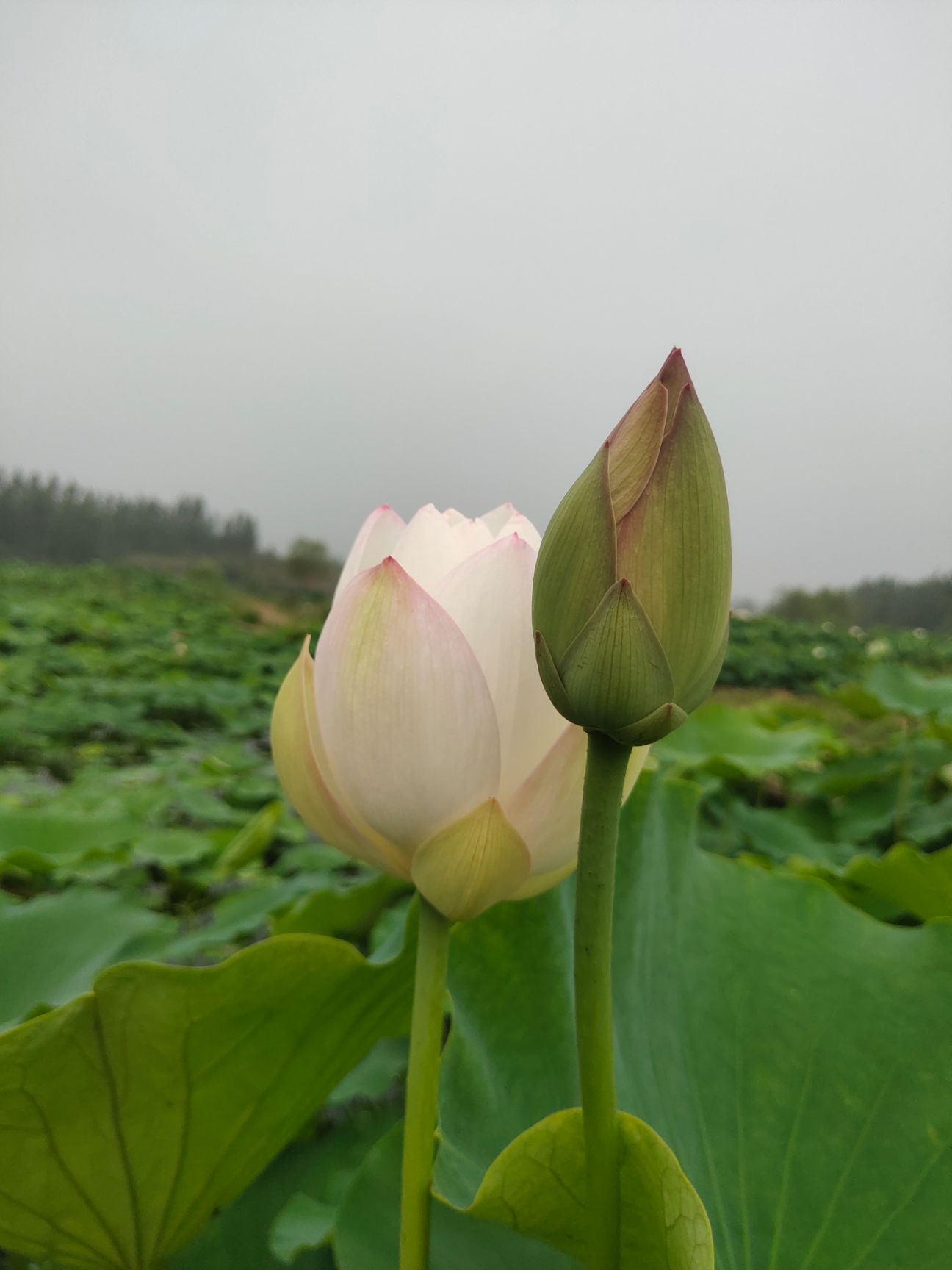 雪莲藕  本莲藕属于无公害绿色食品蔬菜，本莲藕可凉拌，清炒爽脆可口。