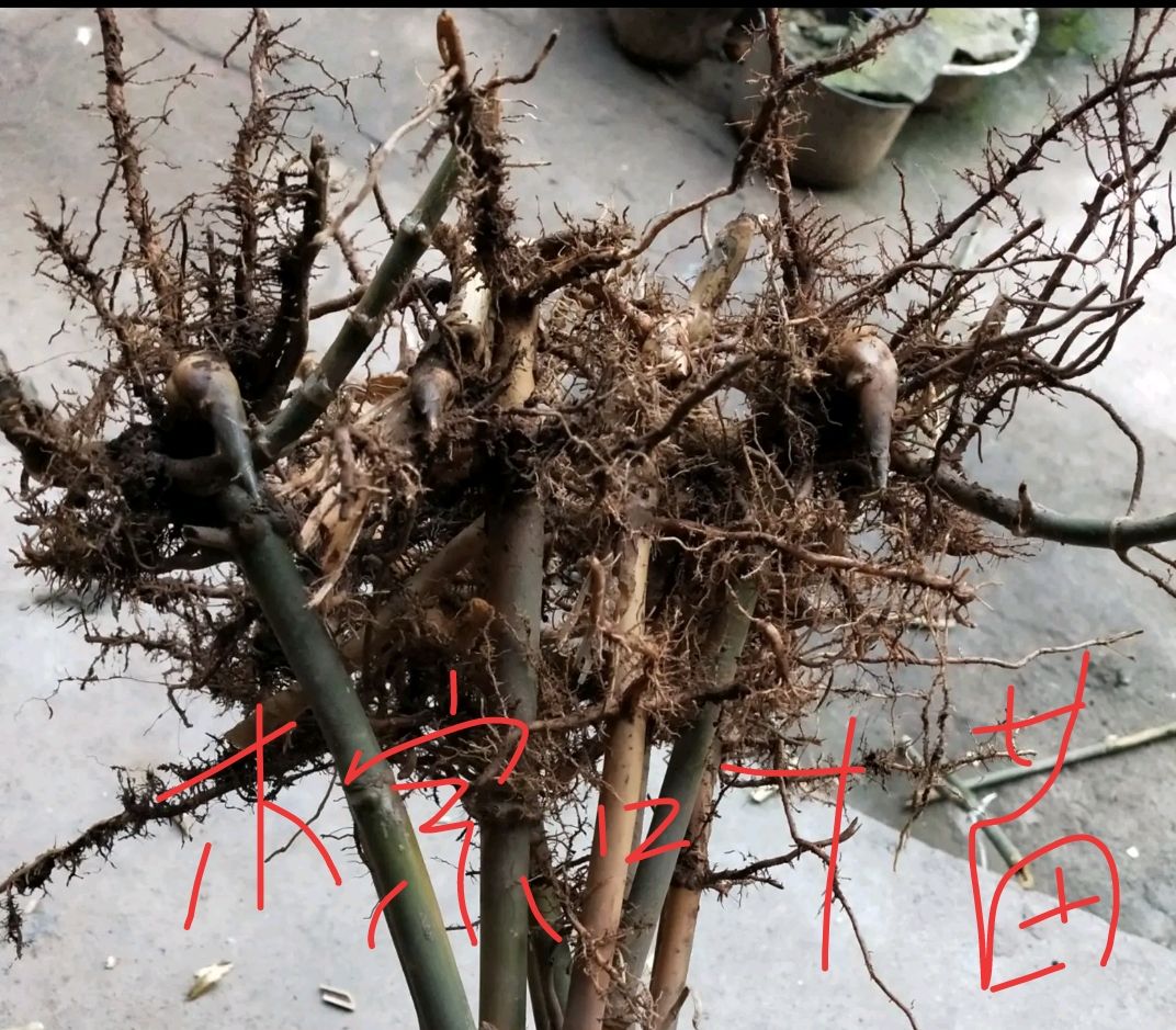 四季青竹  棕叶苗