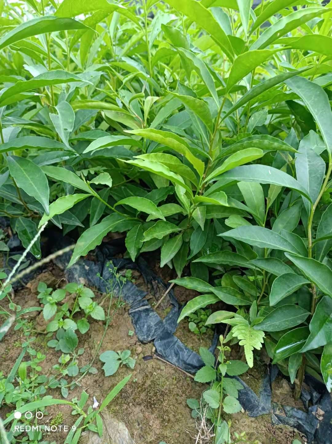 双色茉莉