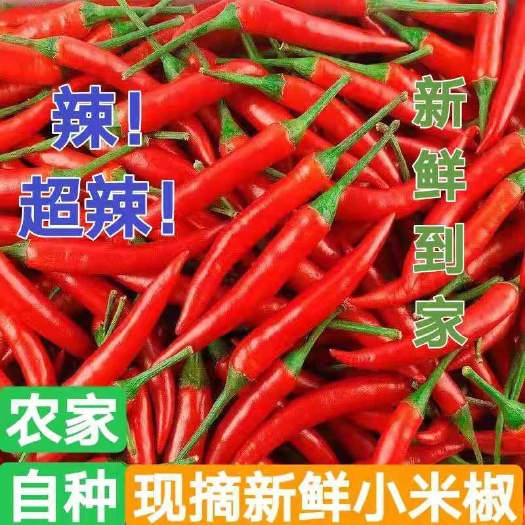宾阳县小米椒  小米辣新鲜辣椒朝天椒小米辣椒。