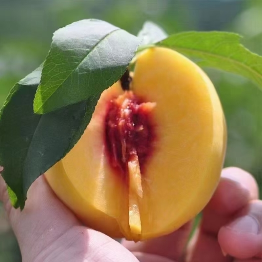 炎陵县 有大量炎陵黄桃出售