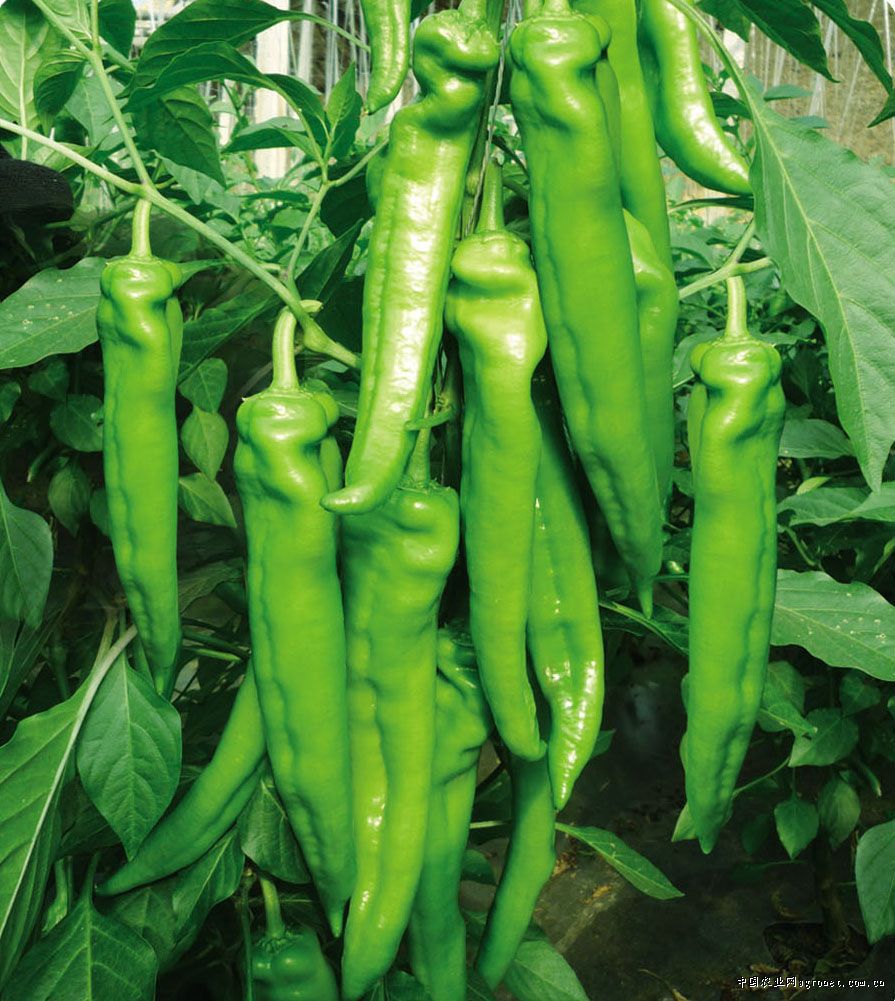 辣椒尖椒，品种神箭29号
