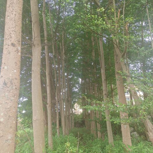 横州市 小叶榄仁