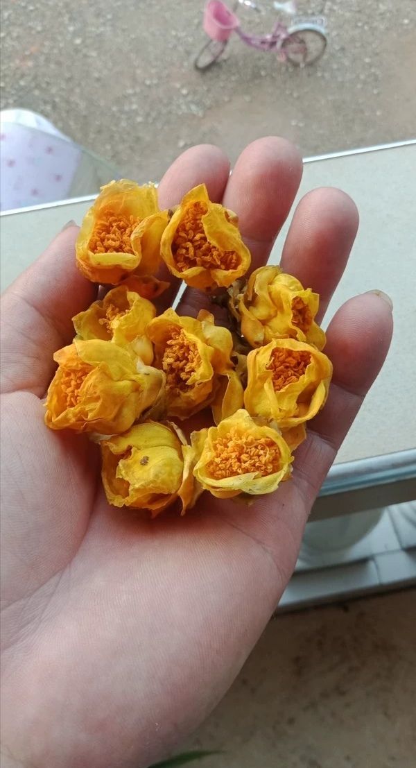 金花茶防普烘干花，广西防城港原产