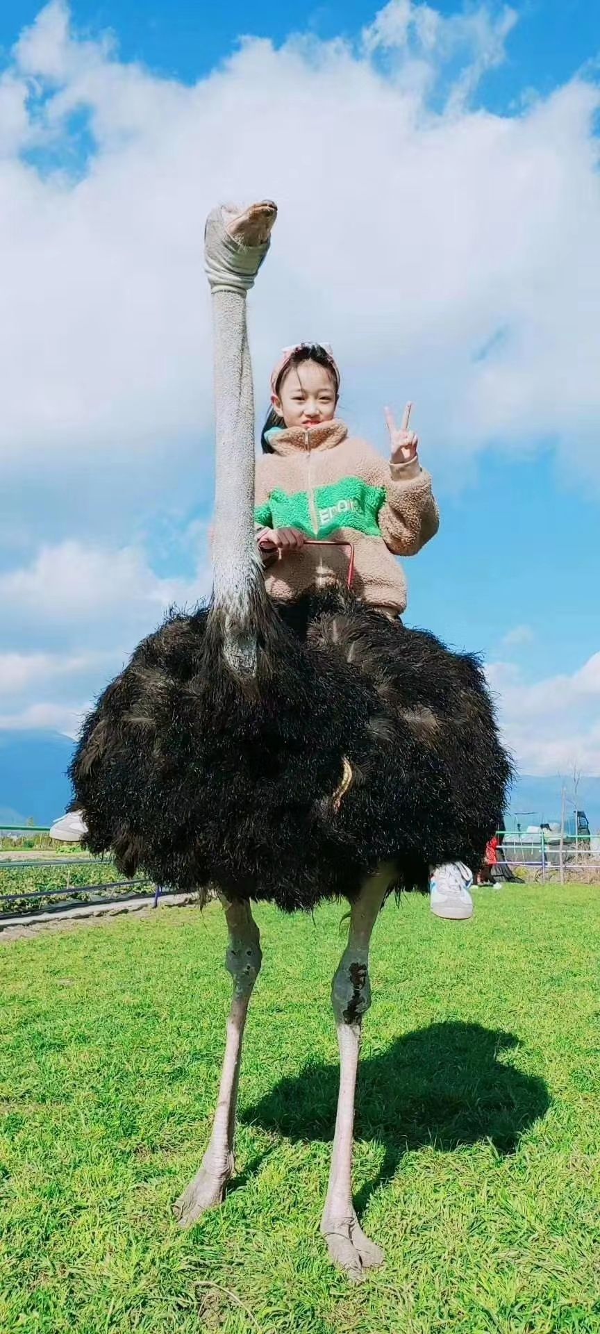 非洲鸵鸟苗！发货承担运输损耗，赠送养殖资料，