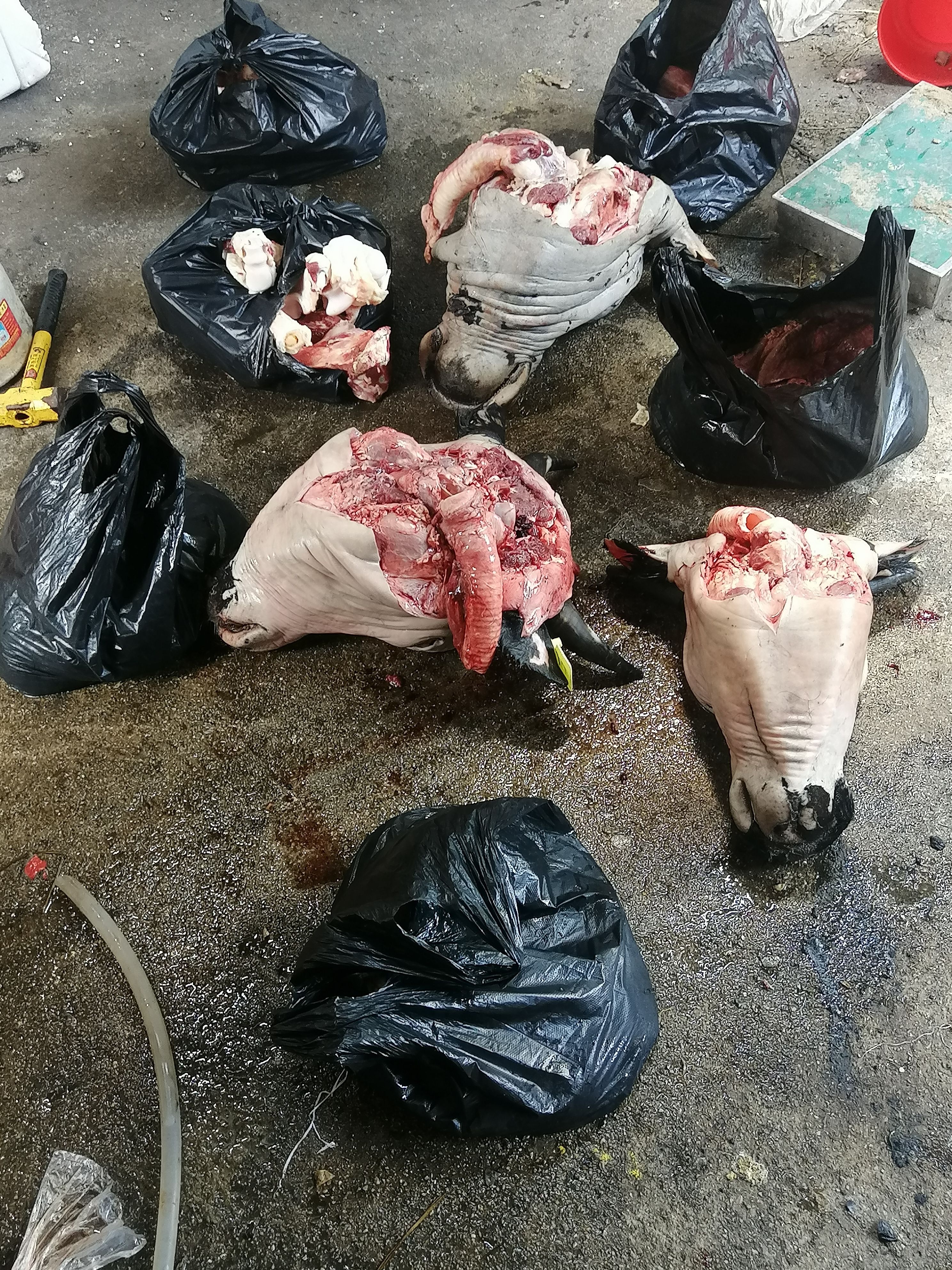 牛肠牛小肠牛杂无肝肺（纯生无油）（包含小肠大肠肠头伞带）