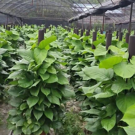 广州独杆发财树 绿萝柱1.5米