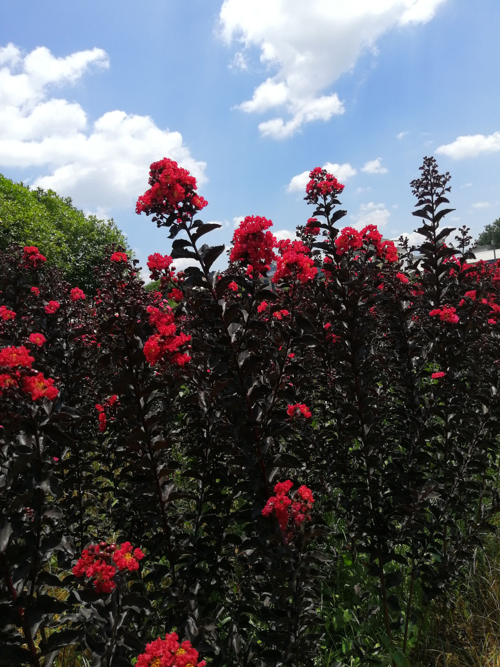 紫薇 红叶紫薇 紫叶紫薇 赤丹 红花紫薇