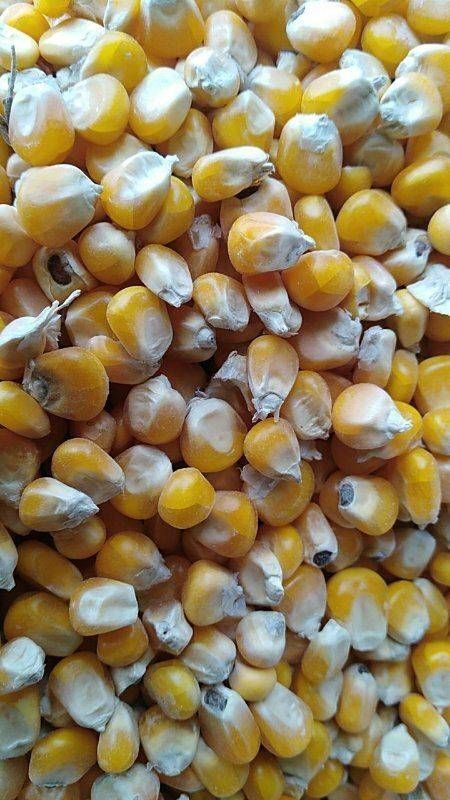 友谊县黄玉米粒  粮国标二级。标准粮，现场验粮交款