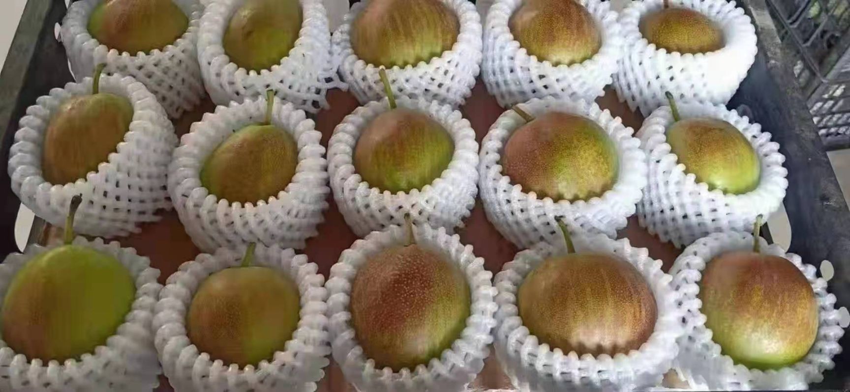 酥梨 新梨七号大量上市中