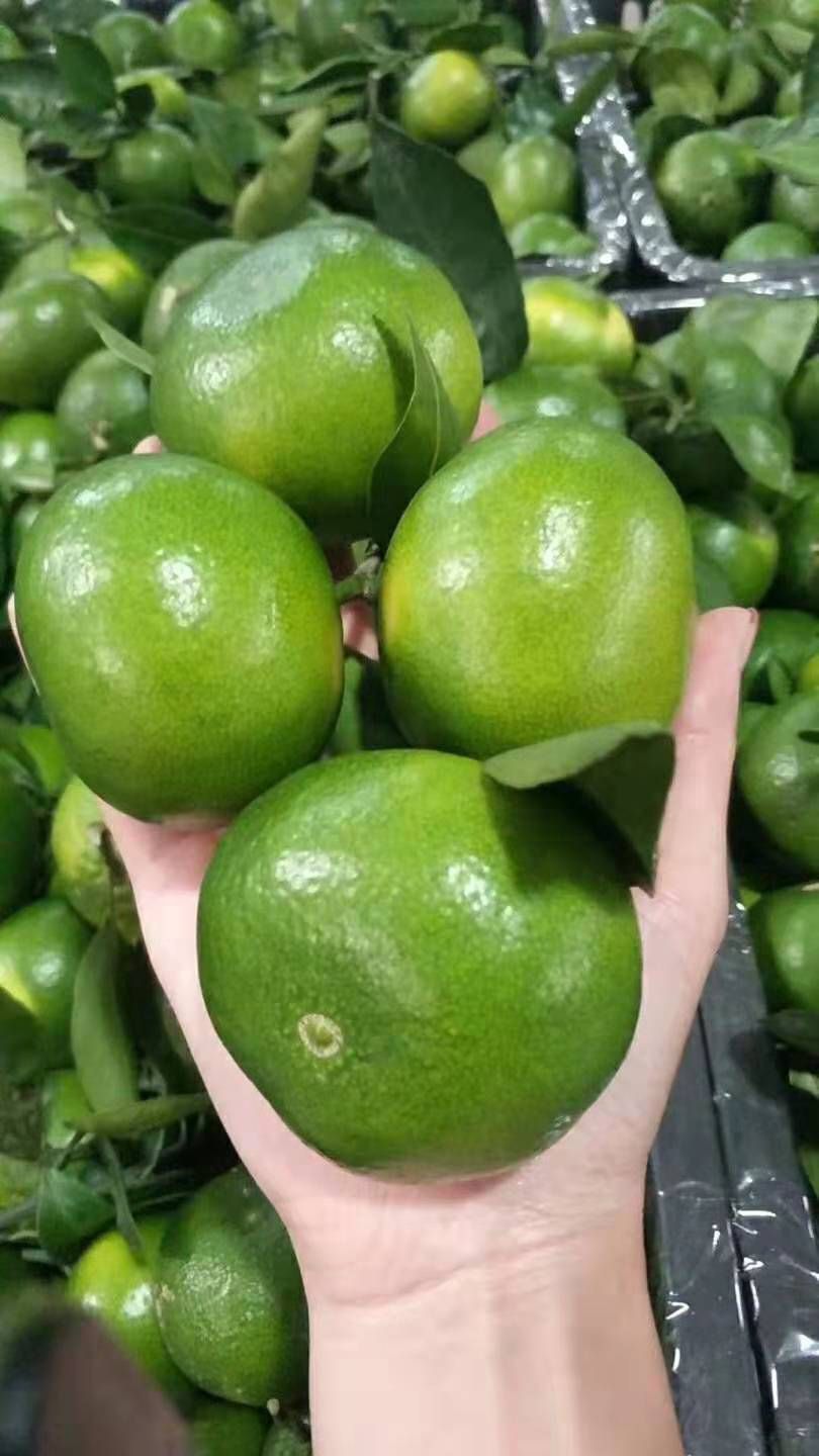 蜜桔  【火爆】特早蜜橘柑橘，产地直销！
