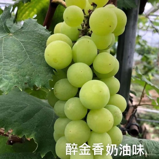 南安市醉金香葡萄  闽丰葡萄园，家门口天然绿色无公害食品