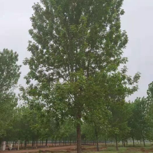 冠县速生白蜡  18公分精品白蜡，杆直冒圆一级货，基地直发，一手货源！！