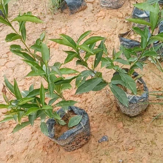 南宁双色茉莉