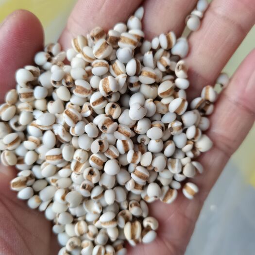 薏米仁 贵州新货大小颗粒薏米仁  各种香辛料中药材批发